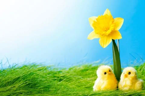 Yellow Flowers and easter eggs Stockfoto's