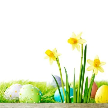 Yellow Flowers and easter eggs Stock Photos
