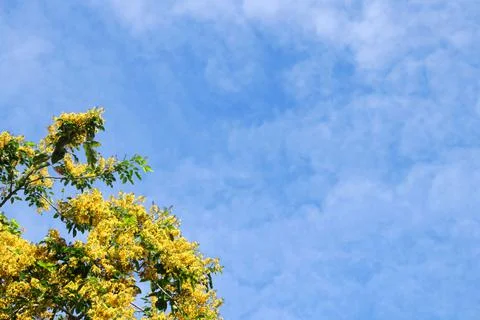 Yellow flowers and fluffy cloud sky. Stock Photos