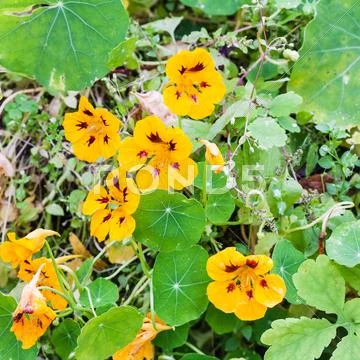 Yellow flowers and green leaves of nasturtium Stock Photos