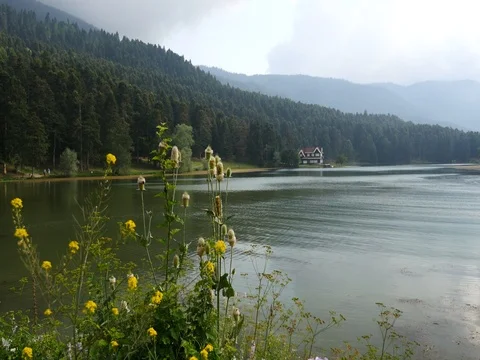 Yellow Flowers and Lake Stock Footage