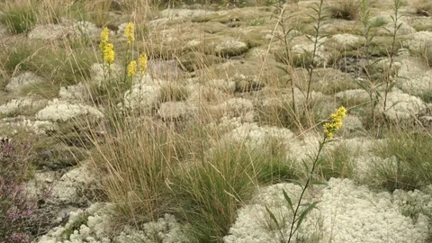 Yellow flowers and moss Stock Footage 89237944