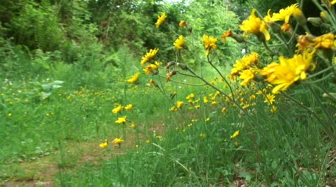 Yellow flowers and mountain bike Stock Footage