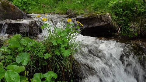 Yellow flowers and mountain stream Stock-Footage 114321881