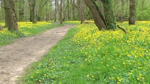 Yellow flowers and trail Stock Footage 11335857