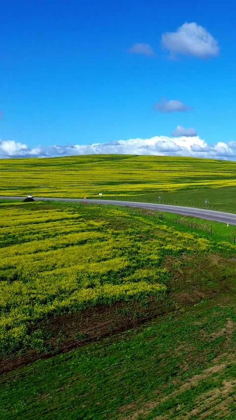 Yellow flowers approaching spring Stock Footage 281058560