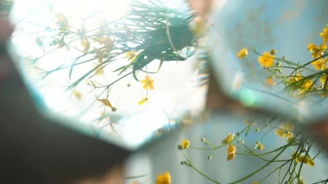 Yellow flowers are reflected in the mirror. the mirror catches the glare. Man Stock Footage 134031930