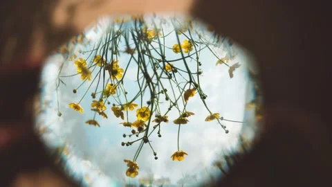 Yellow flowers are reflected in the mirror. the mirror catches the glare. Man Stock-Footage 134033942