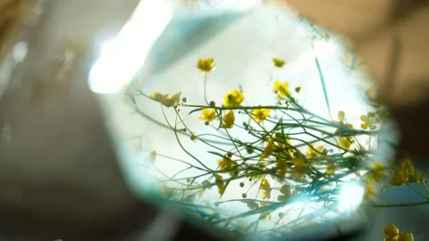 Yellow flowers are reflected in the mirror. the mirror catches the glare. Man Stock-Footage 134036082