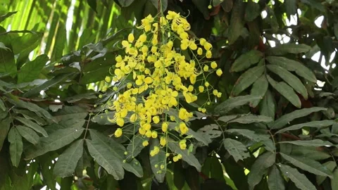 Yellow flowers are swaying by the wind Stock Footage 134197866