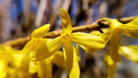 Yellow flowers are swaying in the wind in spring Stock Footage 154183100