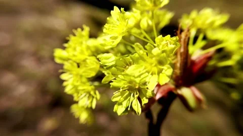 Yellow flowers are swaying in the wind in spring Stock Footage 154183116