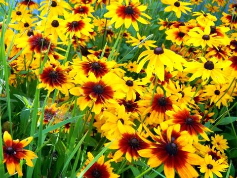 Yellow flowers asters Stock Photos