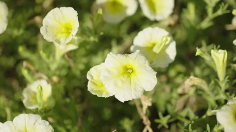 Yellow Flowers B Roll Video stock 292853788
