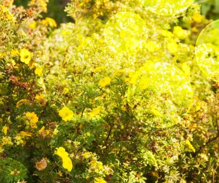 Yellow flowers backdrop Stock Illustration