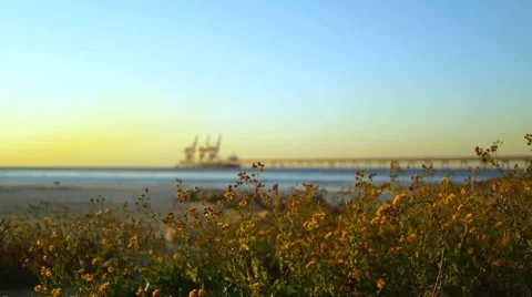 Yellow flowers on a background of the coast with the sunset Vídeos de archivo 59348152