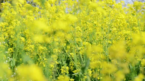 Yellow flowers background Stock Footage 22637550