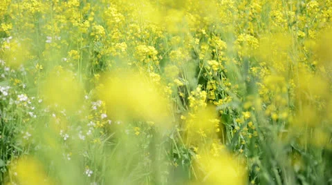 Yellow flowers background Stock Footage 22637603