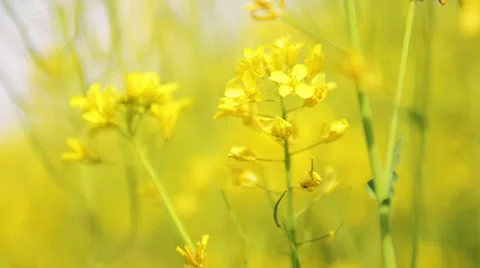 Yellow flowers background Stock Footage 22637613