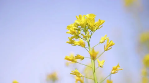 Yellow flowers background Stock Footage 22637627