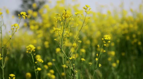 Yellow flowers background Stock Footage 22637646