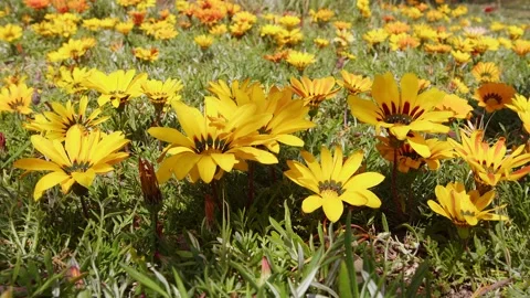 Yellow Flowers Background Stock Footage 181577330