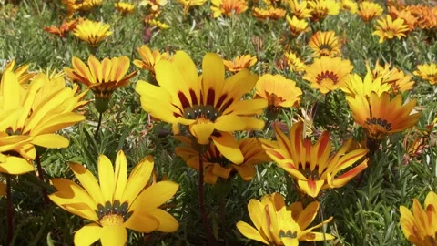 Yellow Flowers Background Video stock 181597635