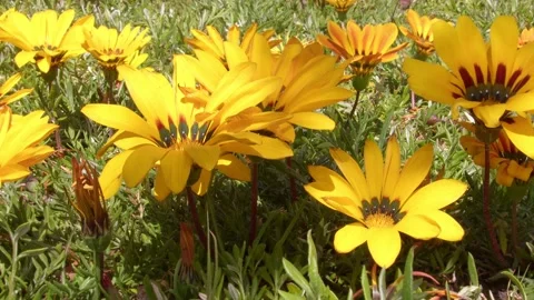 Yellow Flowers Background Video stock 181609157