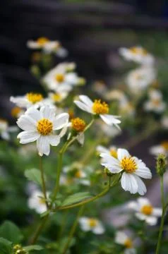 Yellow flowers background Stock Photos
