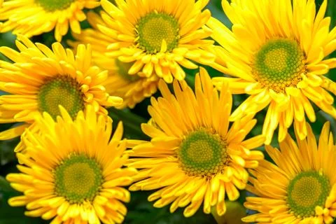 Yellow flowers background Stock Photos