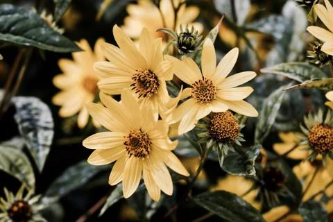 Yellow flowers background Stock Photos
