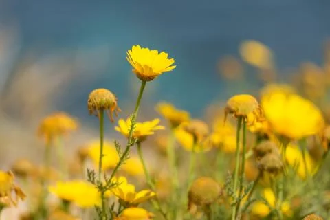Yellow flowers background Stock Photos