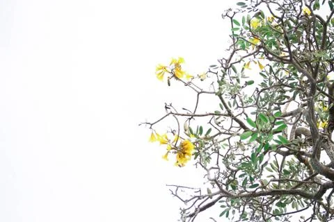Yellow flowers in the background Stock Photos