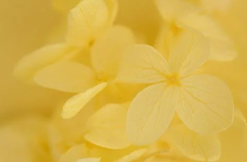 Yellow flowers background, selective focus. Stock Photos