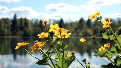 Yellow flowers on a background of water Stock Footage 132406446