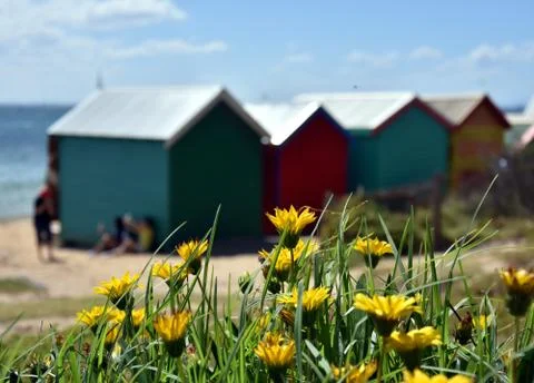 Yellow flowers on the beach, bathing boxes in the background Stock Photos