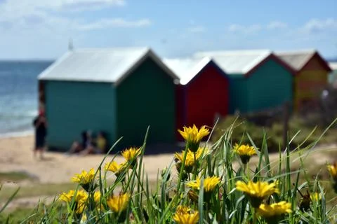 Yellow flowers on the beach, bathing boxes in the background Stock Photos