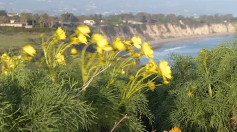 Yellow Flowers with Beach Stock-Footage 46667602