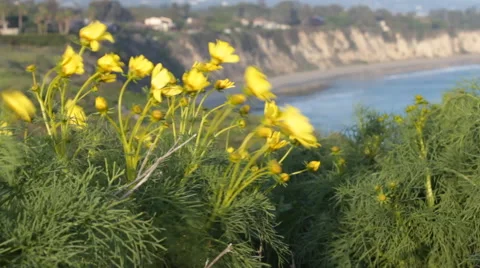 Yellow Flowers with Beach Stock-Footage 46667619