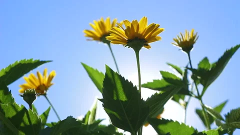 Yellow flowers in a beautiful contour light. Stock Footage 157301774