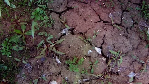Yellow flowers on the bed Stock Footage 75899465