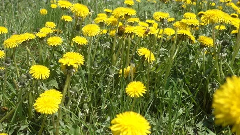 Yellow flowers with a bee in 4K. Stock Footage 153424708