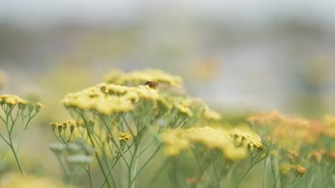 Yellow flowers with a bee Stock Footage 208607895