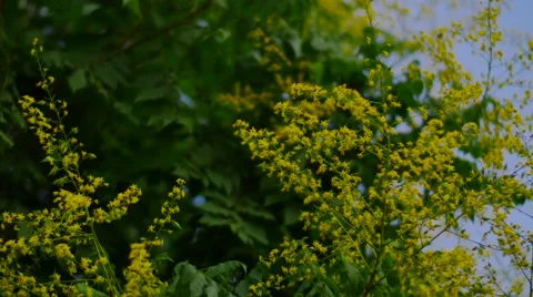 Yellow Flowers with Bees 動画素材 53232837