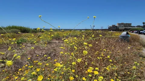 Yellow flowers being blown by the wind near ventura beach pier Stock Footage 199347500