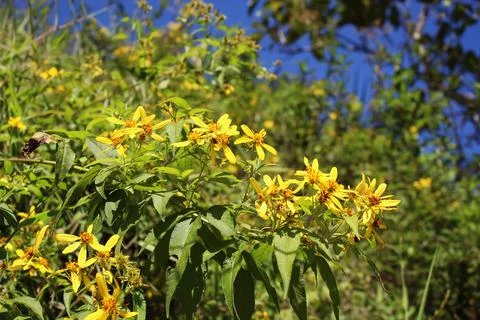 Yellow flowers of Bidens squarrosa species in natural landscape Stock Photos