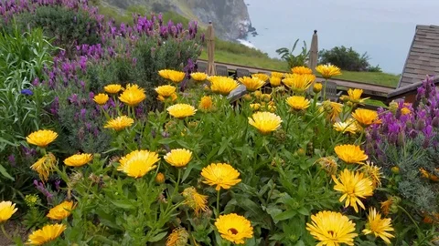 Yellow flowers in big sur Stock Footage 101405135