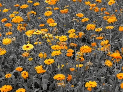 Yellow flowers on a black and white image Stock Photos