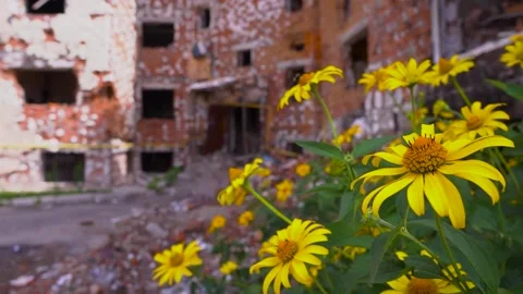 Yellow flowers bloom in front of the building, adding beauty to the landscape Stock Footage 274572352