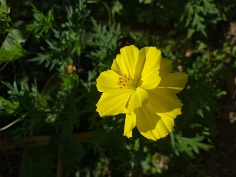 Yellow flowers that  bloom Stock Photos